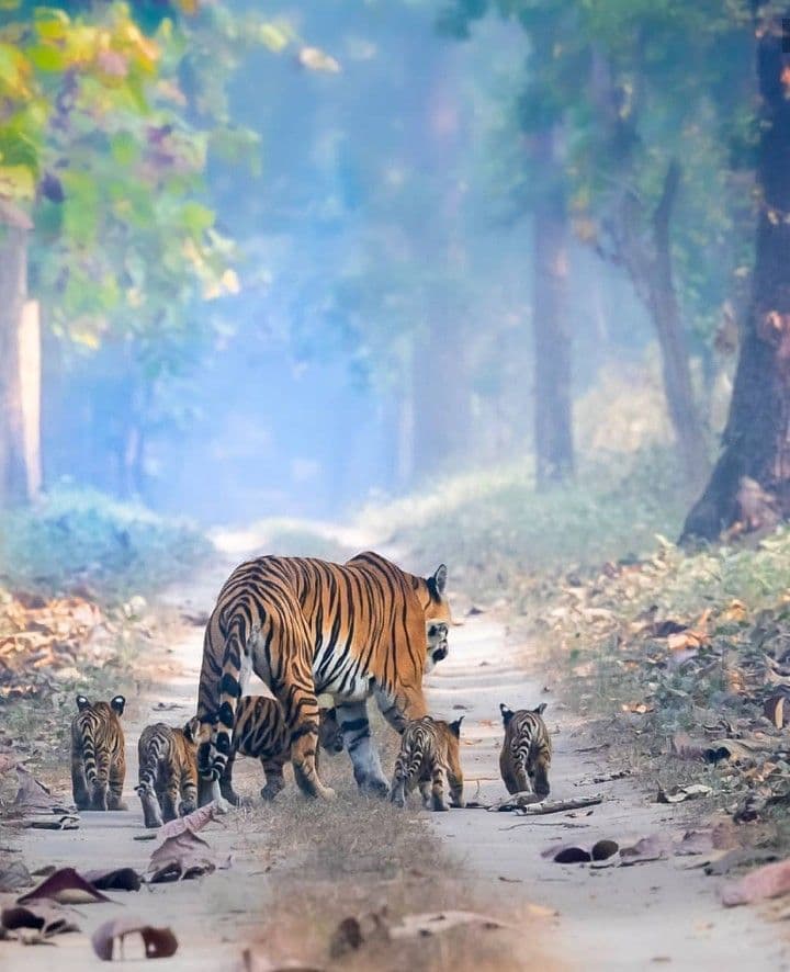Tiger Family in Chitwan