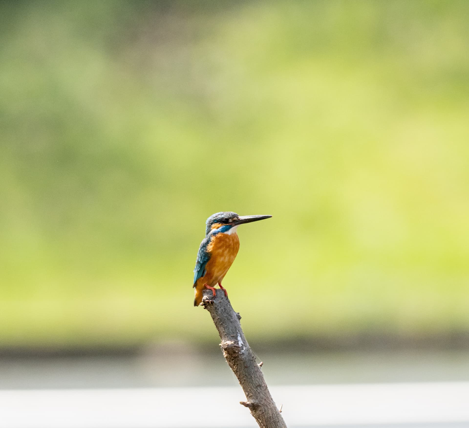 Bird Watching Tour in Chitwan