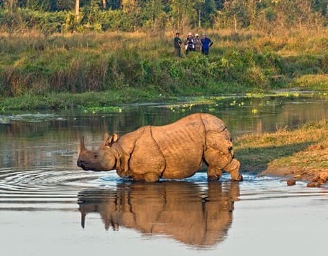 Animal in Chitwan