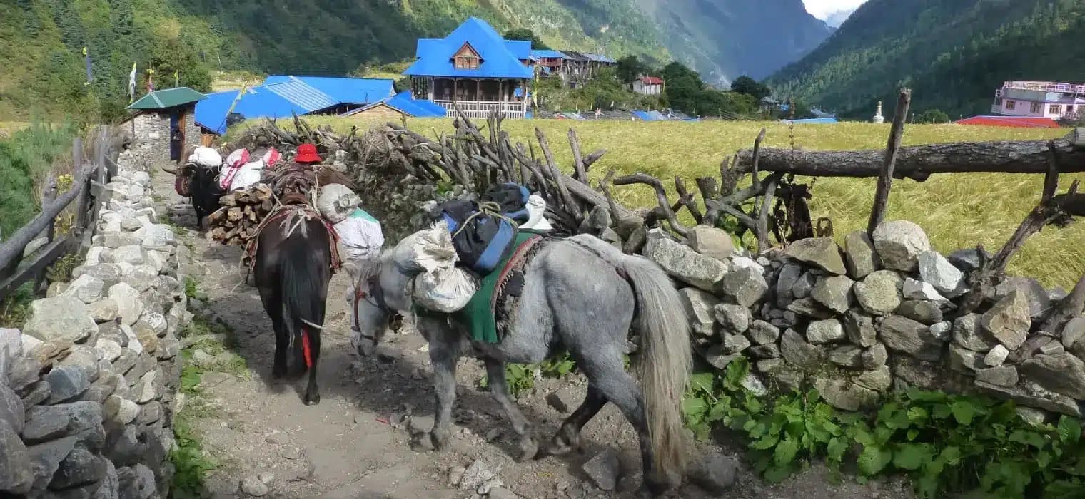 Lho Village: A Popular Accommodation Stop in Manaslu Trek