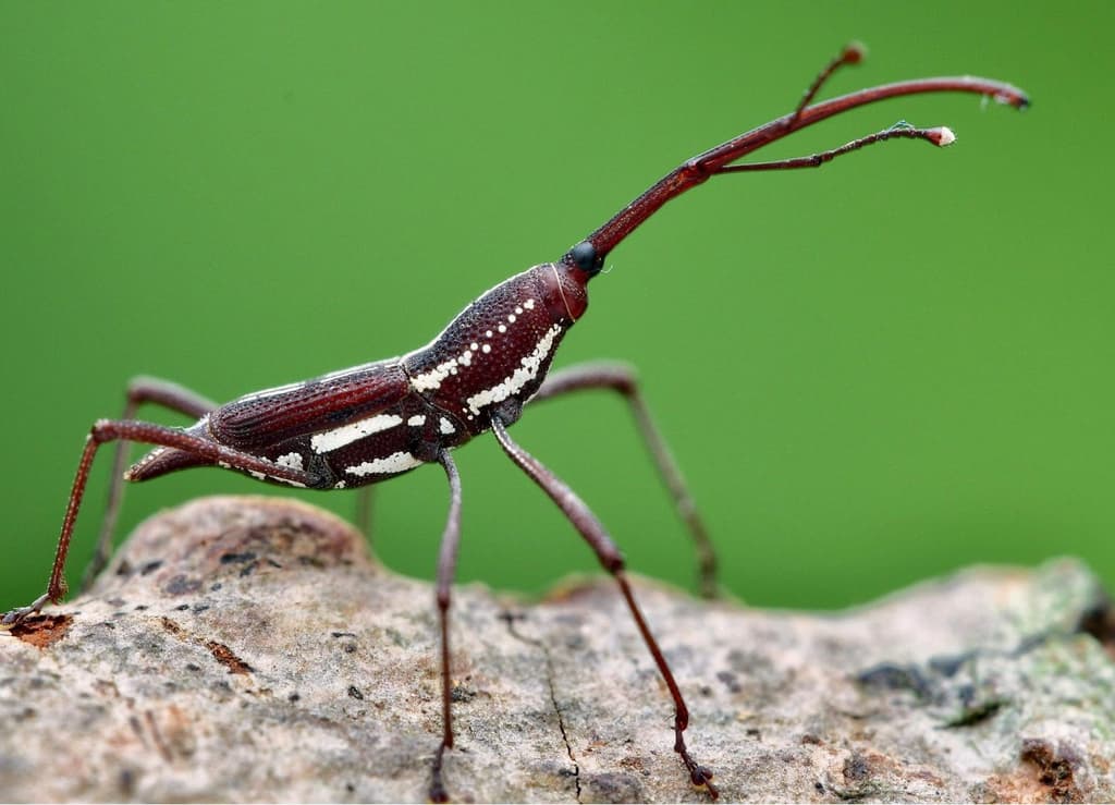 Insects and Spiders