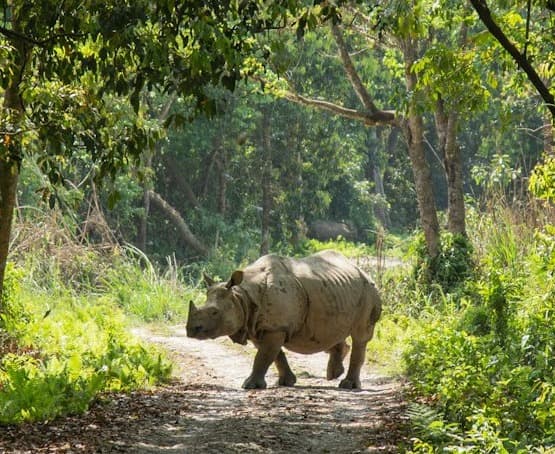 Wildlife Tours