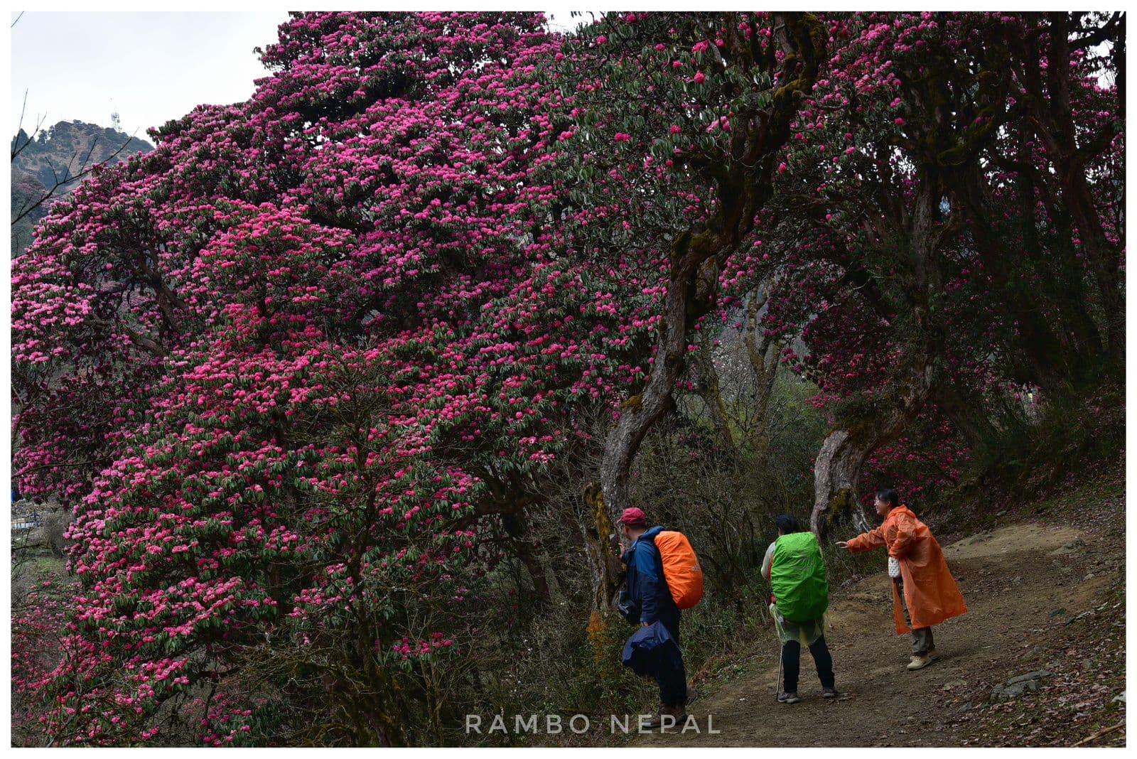 Poonhill treks