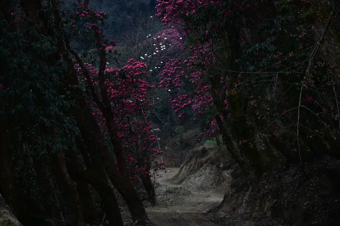Annapurna Circuit with Poon Hill Trek