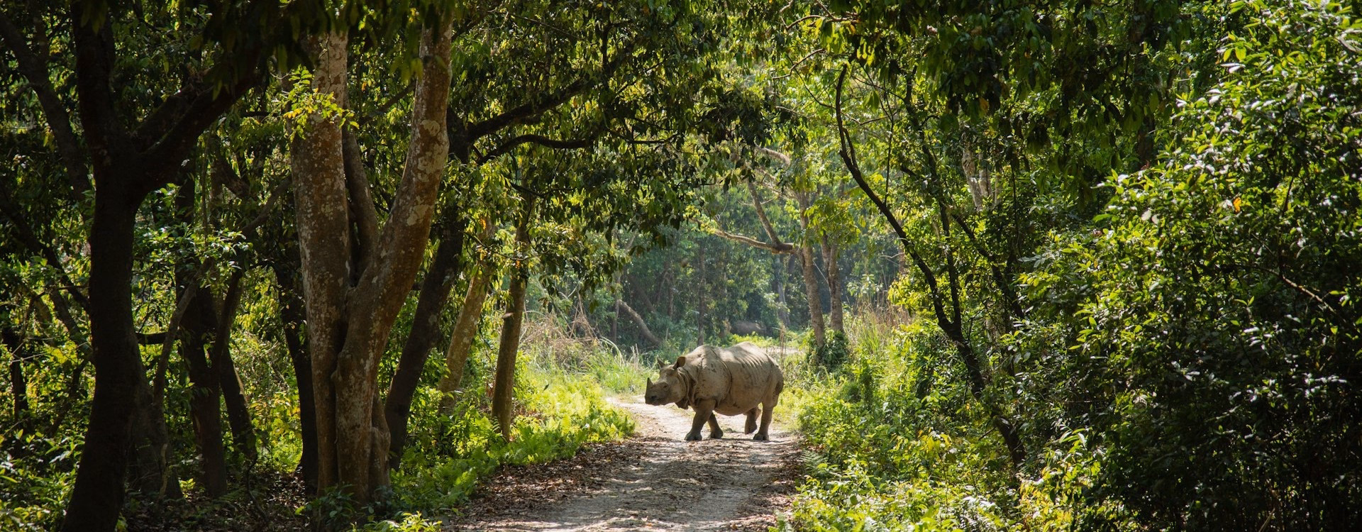 Rhino walking in Chitwan