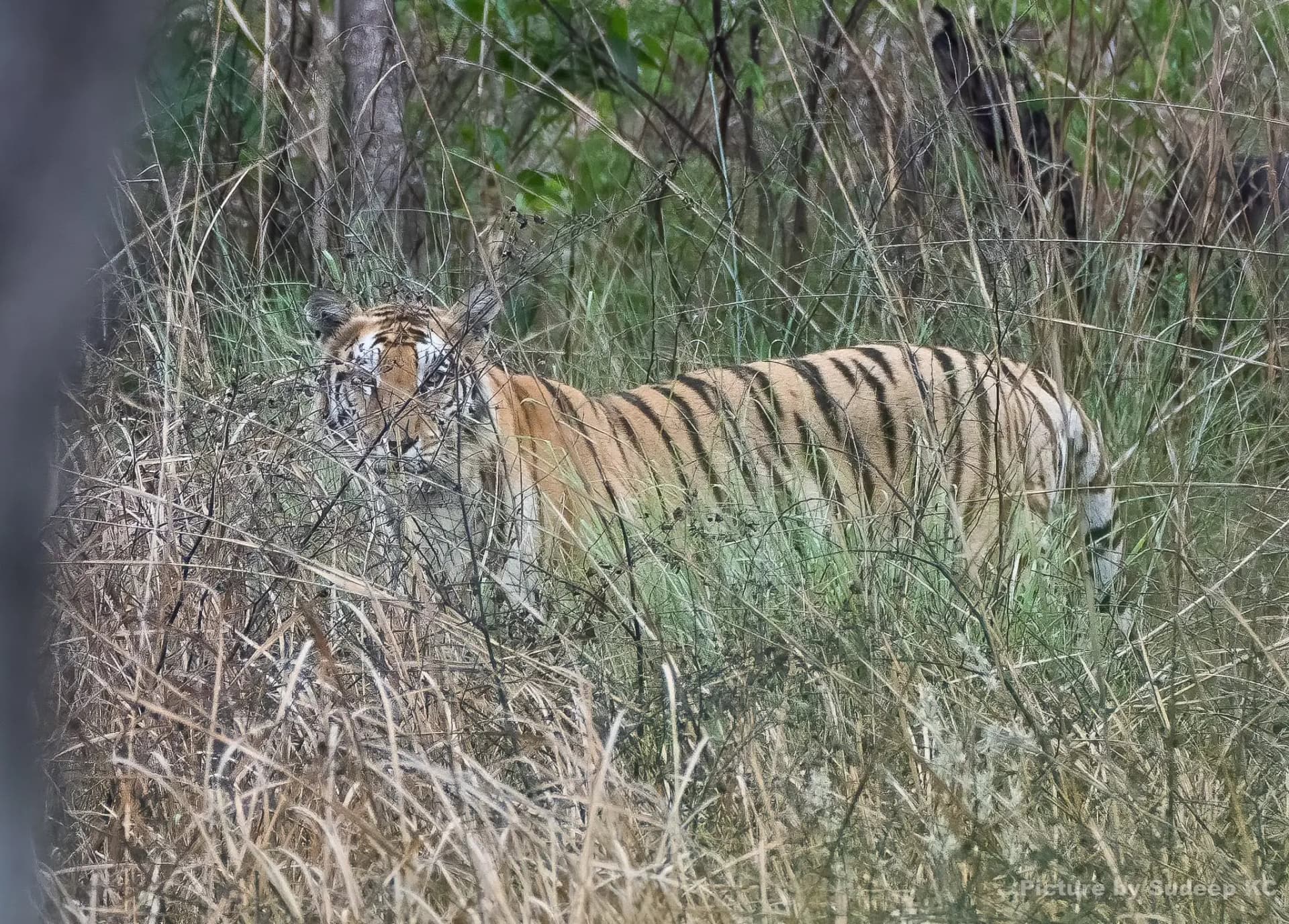 Bardiya Tiger Photography Tour