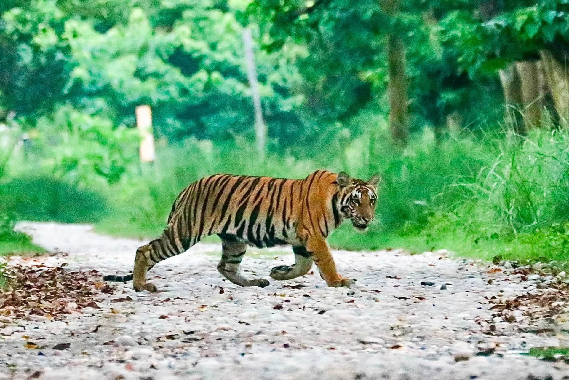 Bardiya Tiger Photography Tour