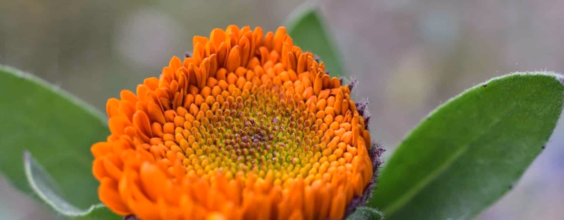 Beautiful Flower