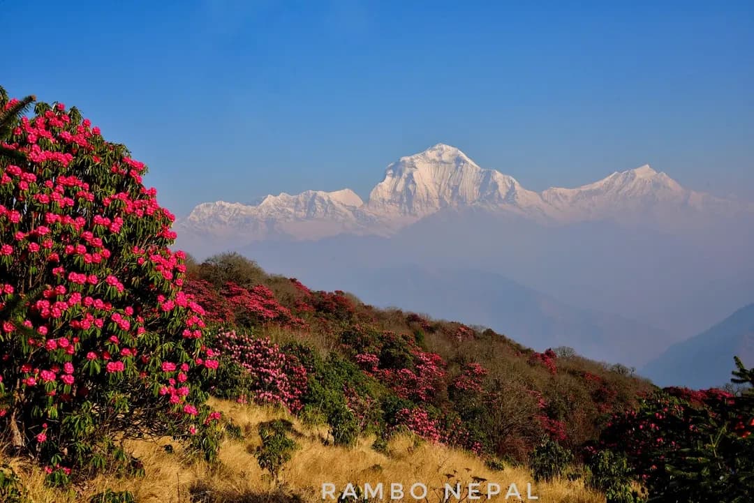 Ghorepani Poon Hill Trek
