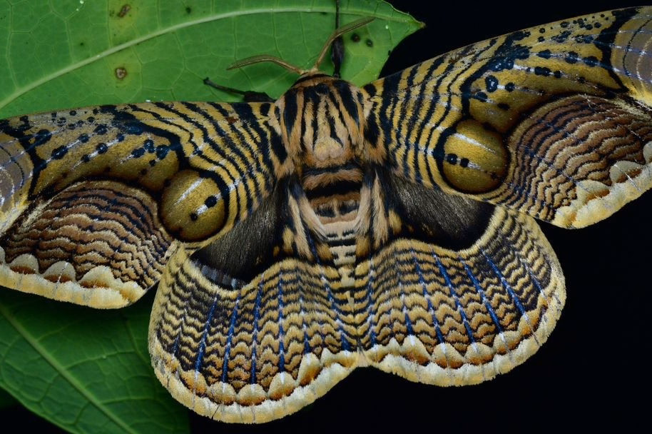 Brahmeid Moth