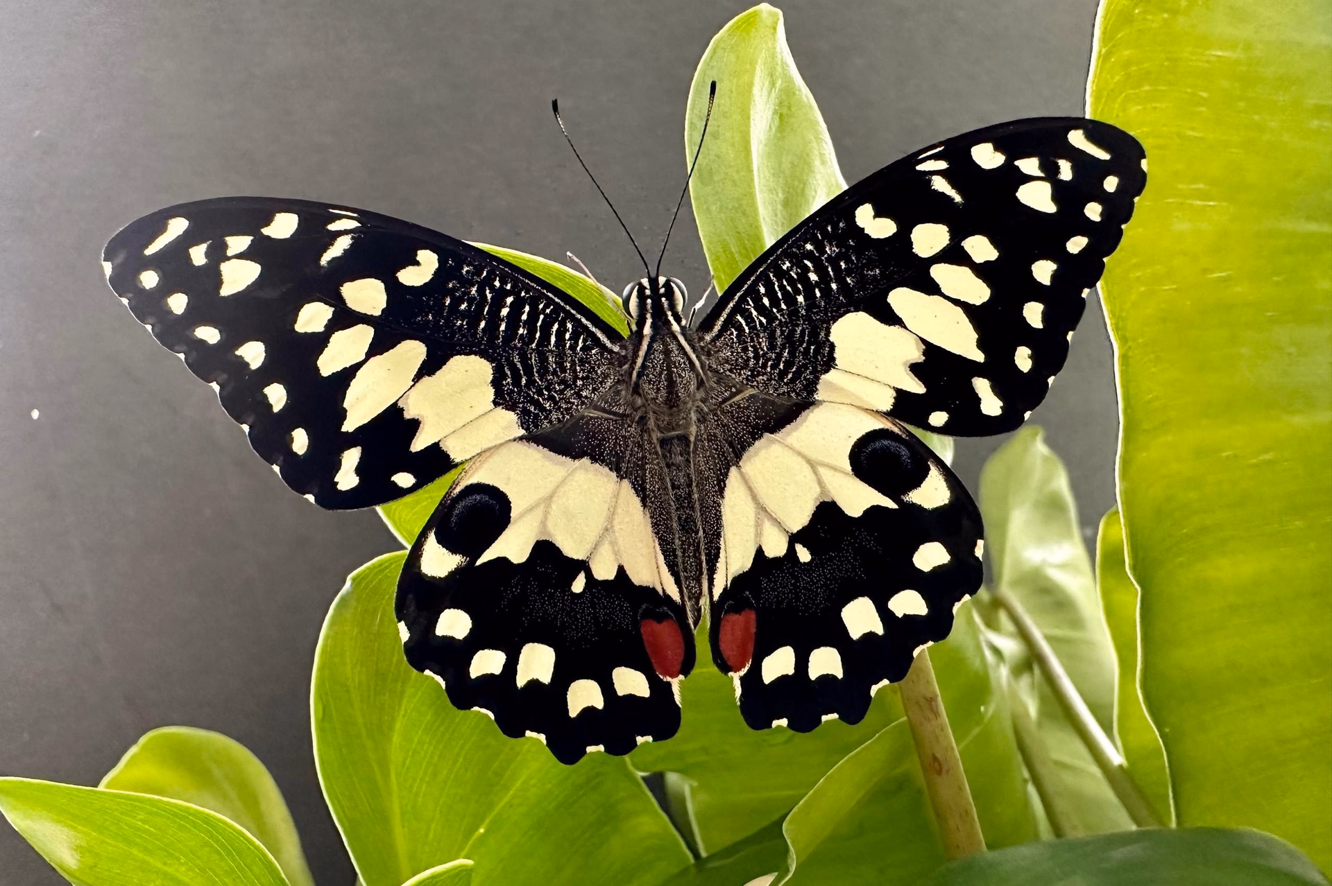 Common Lime Butterfly
