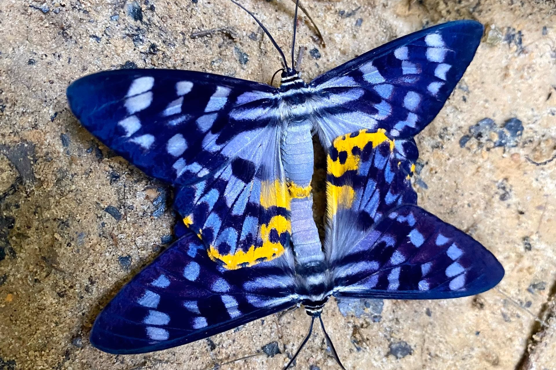 False Tiger Moths