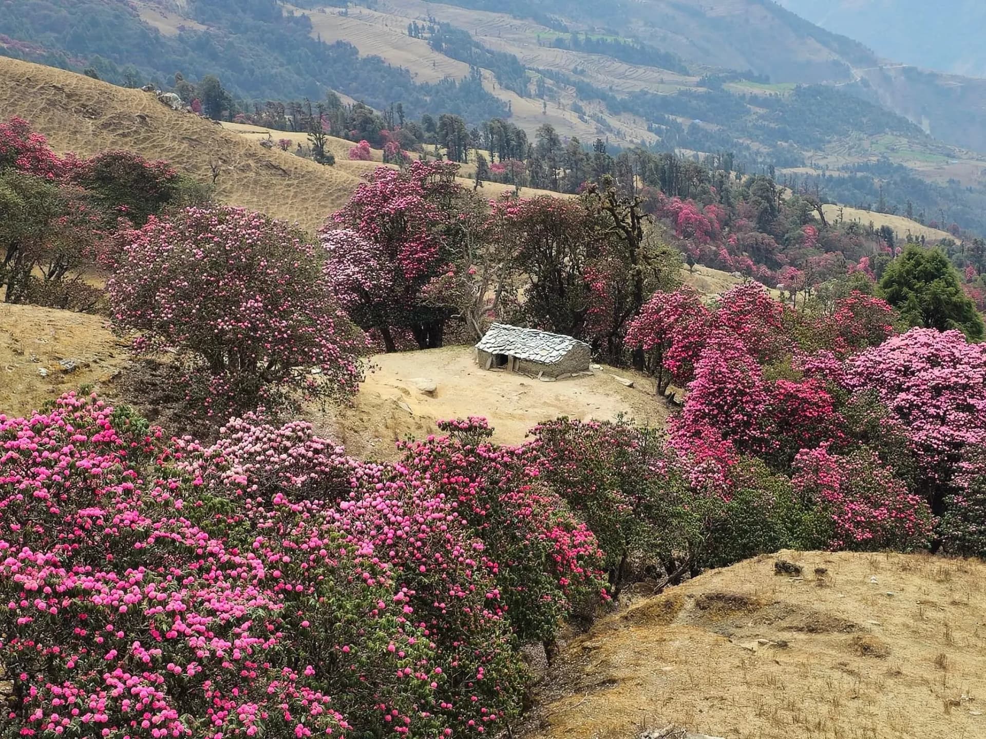 Hike to Poon Hill (3,210m/10,532ft) and Trek to Tadapani (2,630m/8,628ft) (9.7 kilometers / 6 miles) -  6 hours trek