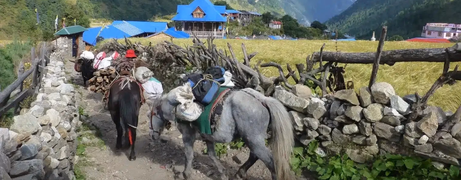 Horse carrying essential in Lho village Manaslu