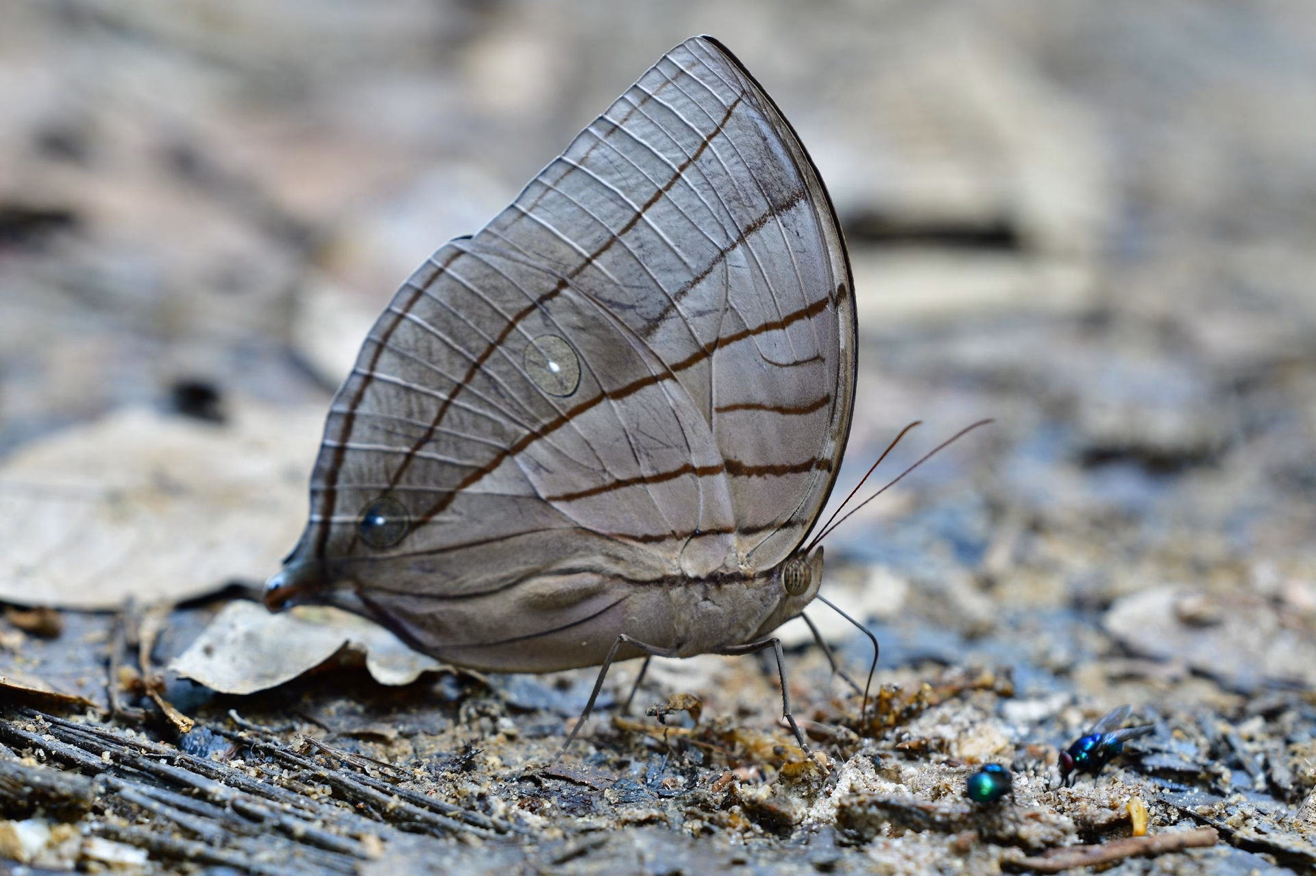 koh-i-noor Butterfly