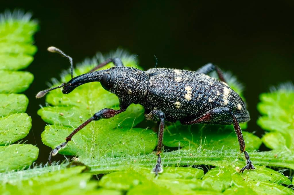 Large Pine Weevil