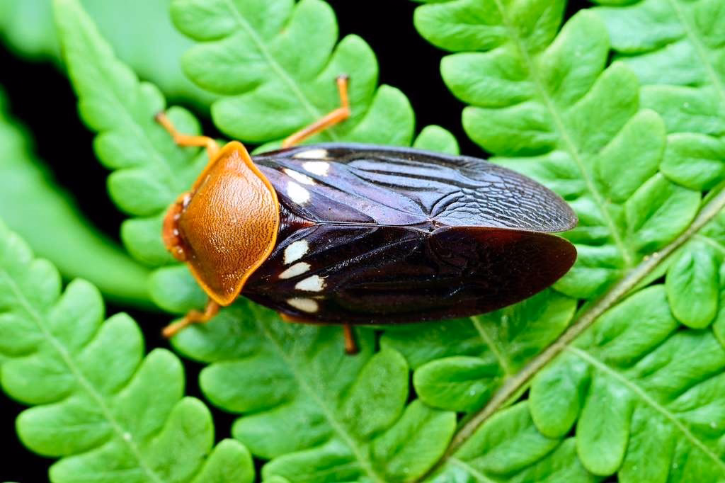 Spittle bug
