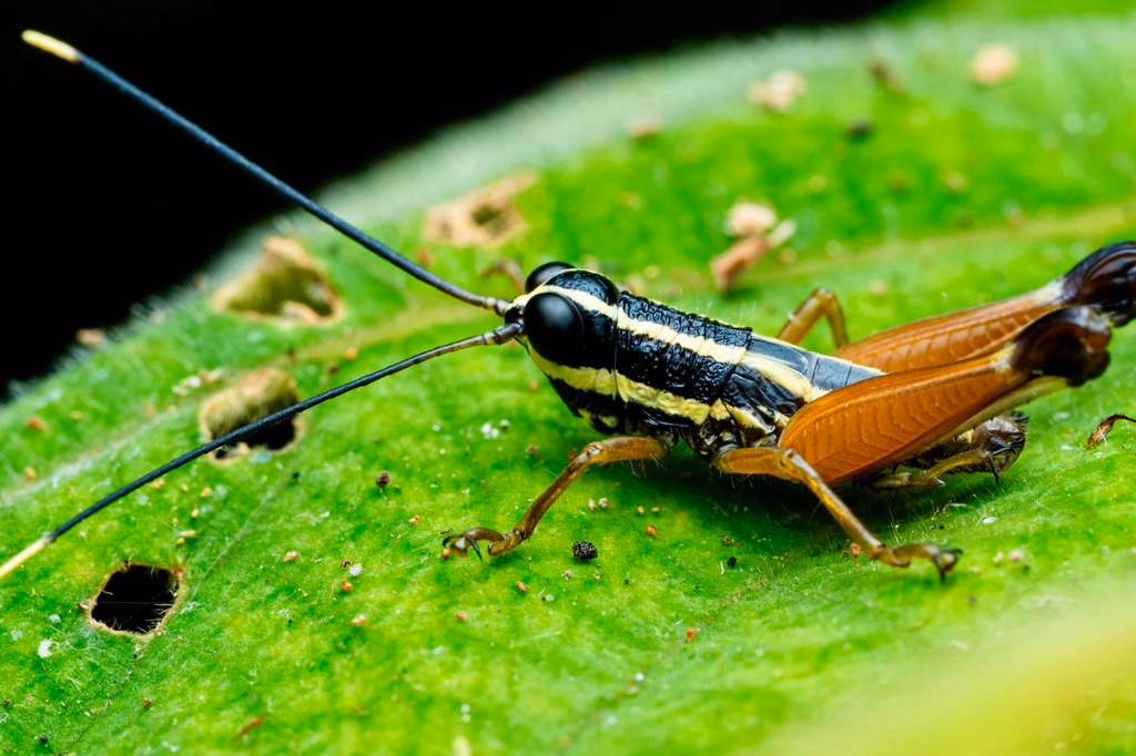 trooper grasshopper