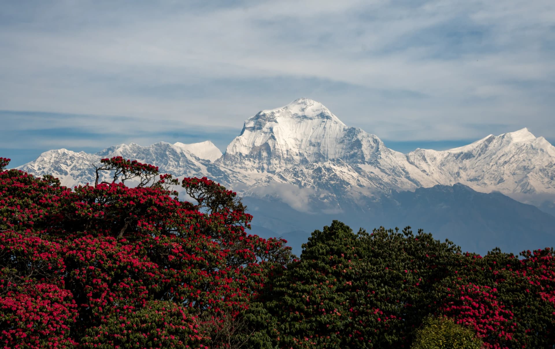 Ghorepani with Dhaulagiri and rhododendron forests in Nepal in October