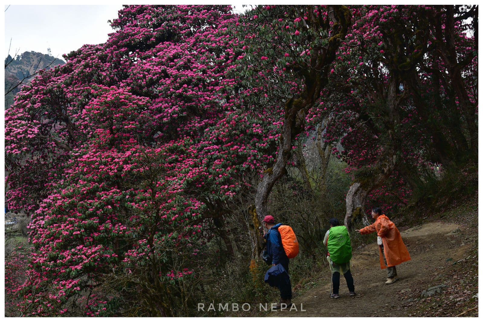 Rhododendron Tree Poonhill