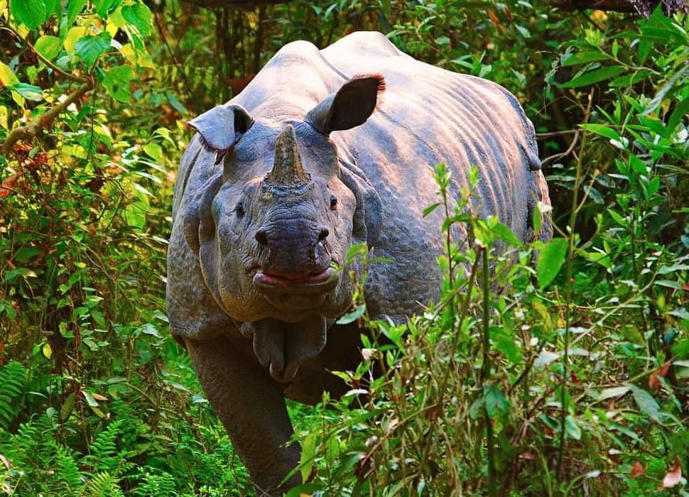 Chhayanath National Park, Nepal’s Newest Gem of the Himalayas