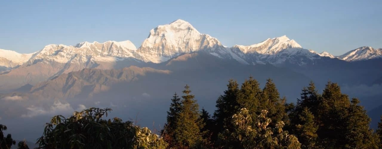 Panoramic view of the snowy Annapurna range from Poon Hill forest