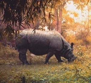 One horned rhino grazing