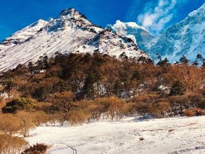 vegetation around Everest region