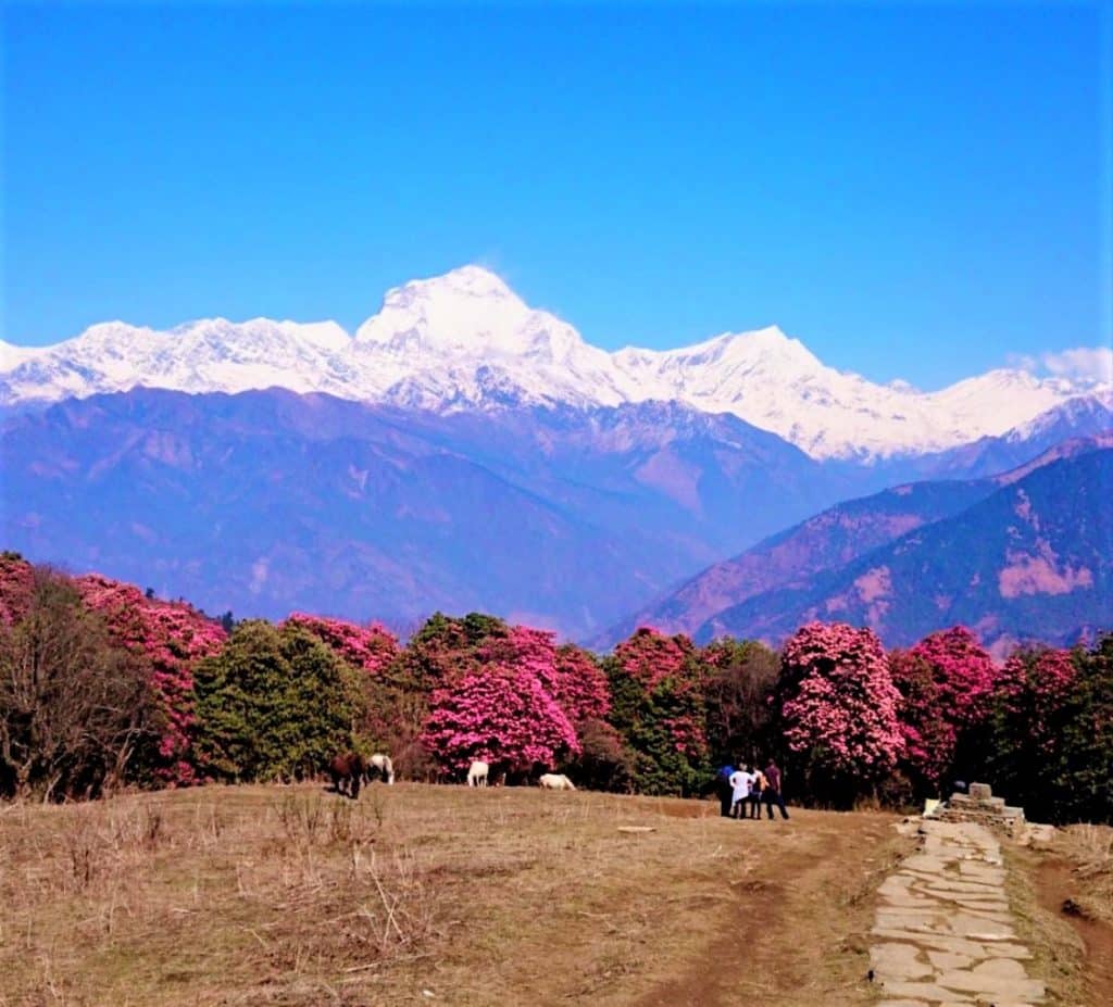 red rhododendrons and a group of people in Annapurna