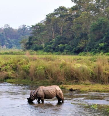 One horned rhino drinking water at Chitwan National Park Tour