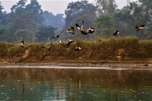 Birds flying in Chitwan National park, A natural UNESCO heritage site in Nepal