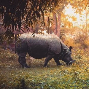 Nepal Tour[ Nepal Adenture Holiday] - One horned Rhinocerous in Chitwan National Park