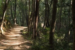 Shivapuri hiking trail, hiking destinations near Kathmndu