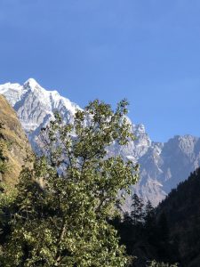 Trees and Mountains in Tsum valley, Nepal