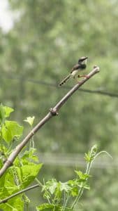 liitle bird in branch captured in Romantic valentines gateways in Nepal, Bardiya